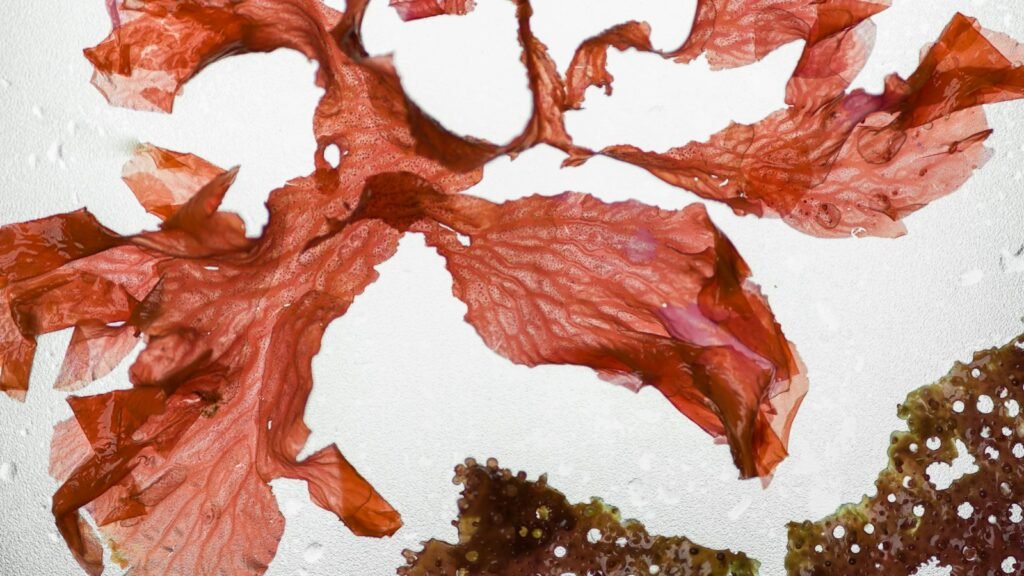 Close-up of dried red seaweed on a white background