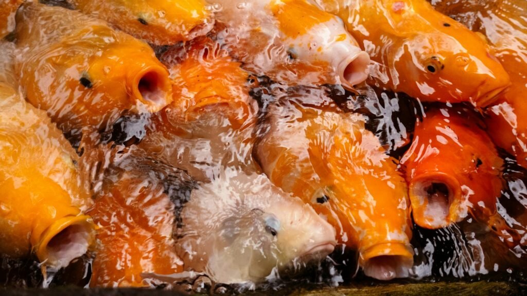 Fish in a pond in Indonesia