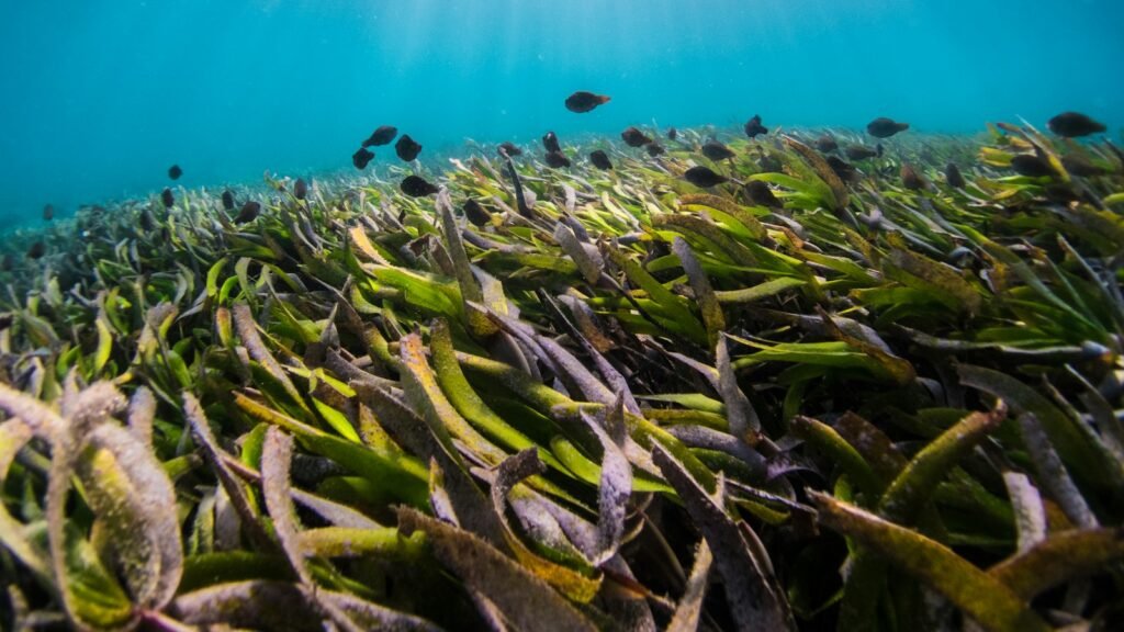 Green plant growing under water