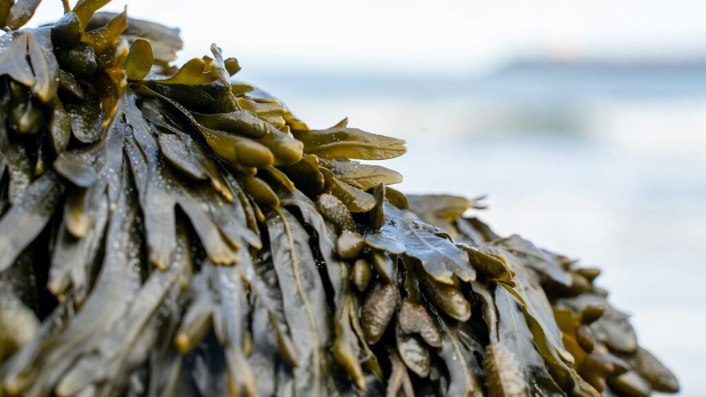 Close-up of seaweed on a beach