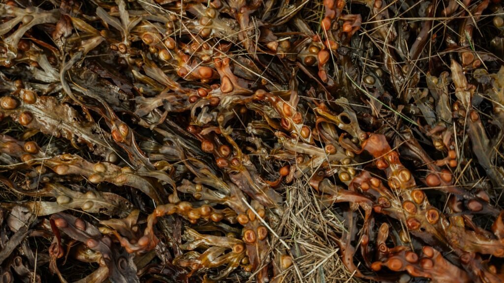 Close-up of dried brown seaweed with small air bladders