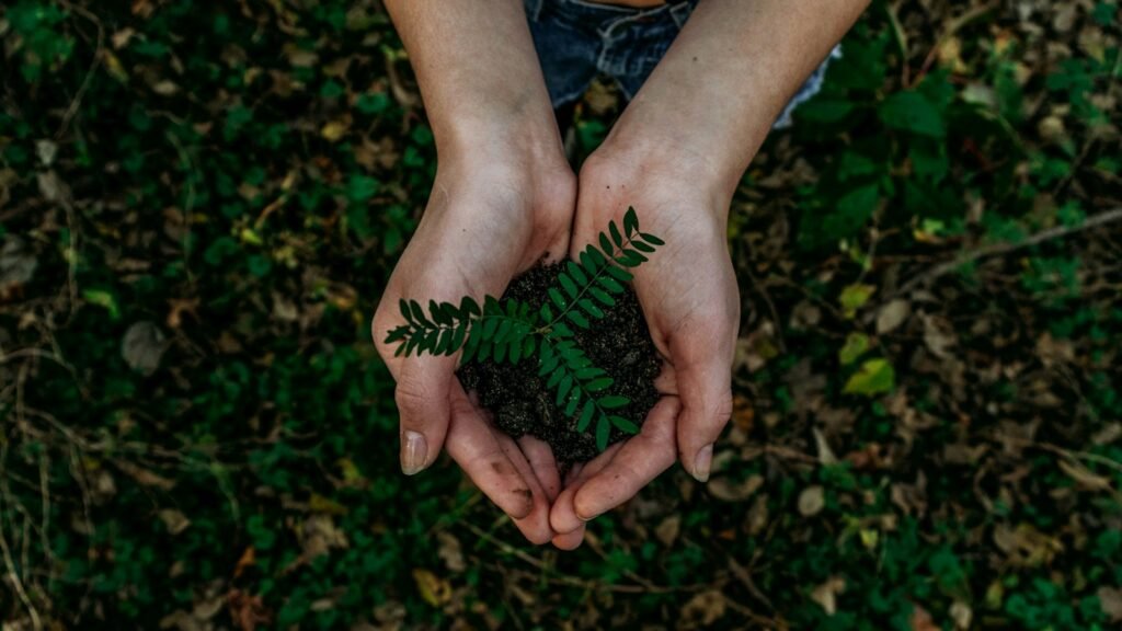 Hands holding a small plant seedling in soil