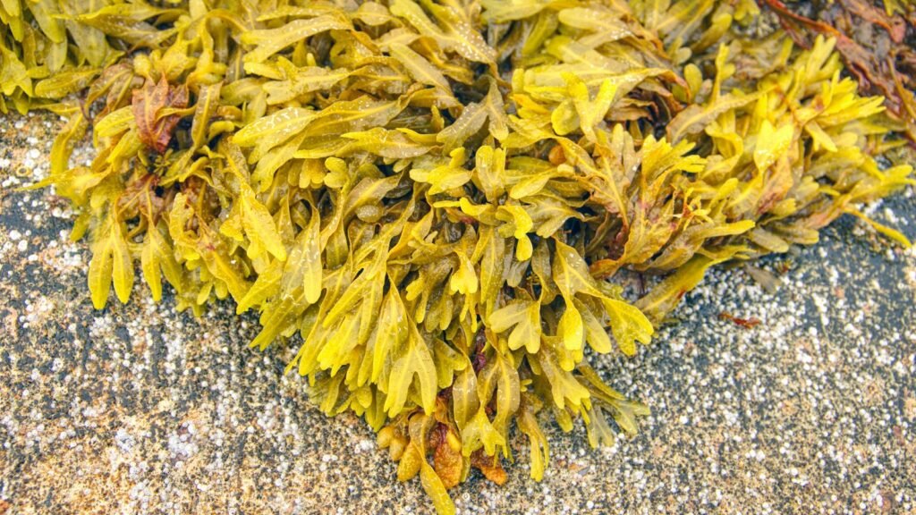 Close-up of a bunch of seaweed