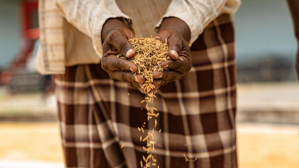 Hands holding a bunch of grain